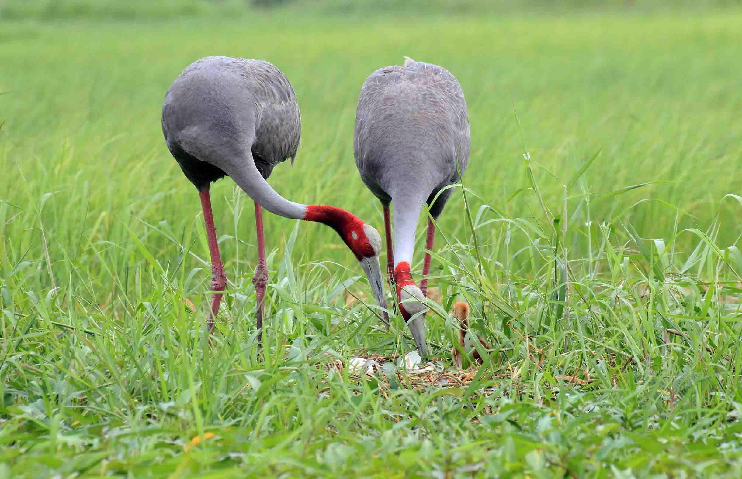 Myanmar Biodiversity Fund