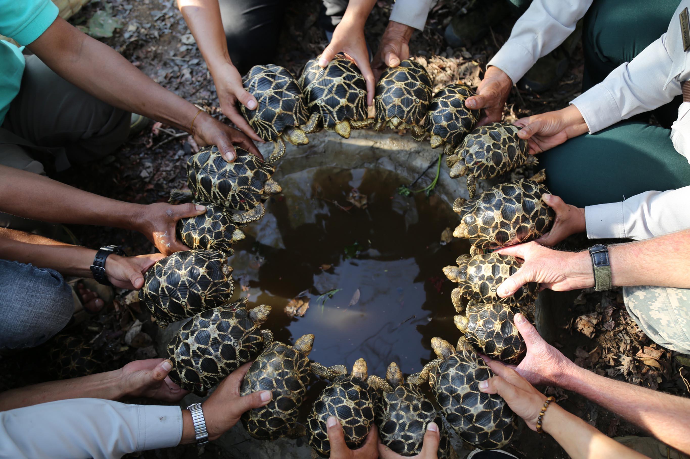 Importance of Turtle and Tortoise Biodiversity and Ecosystems